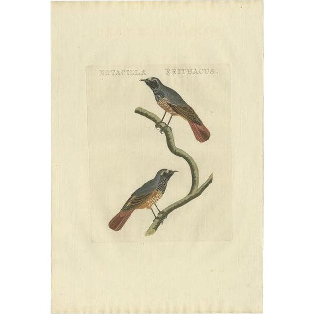 Sepp, Houttuyn & Nozeman, The Common Redstart, 1809, Print For Sale