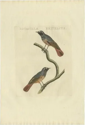 Sepp, Houttuyn & Nozeman, The Common Redstart, 1809, Print