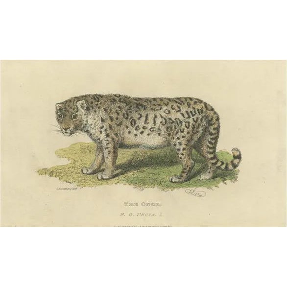 Snow Leopard, 1824, Paper For Sale
