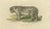 Snow Leopard, 1824, Paper For Sale