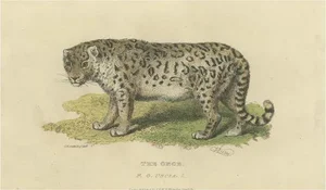 Snow Leopard, 1824, Paper