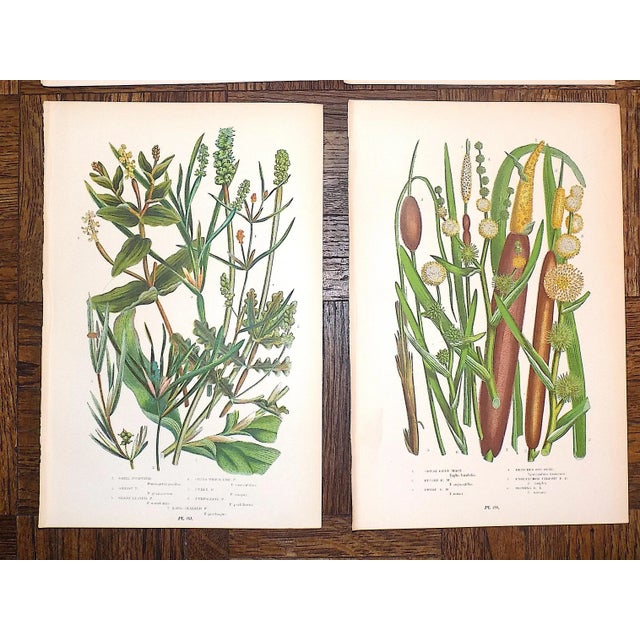 19th Century Lithographs - Botanicals - Set of 9 For Sale In Cincinnati - Image 6 of 8
