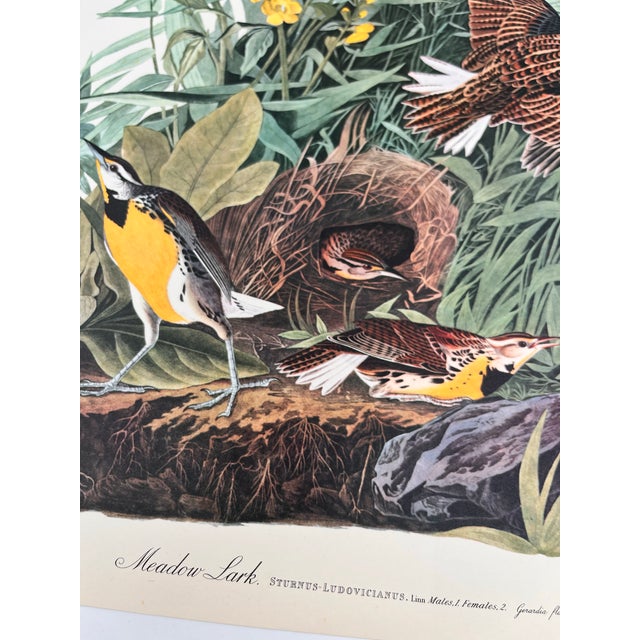 American 1964 Audubon Folio Lithograph Great Bird Paintings - "Meadow Lark" 17x14 For Sale - Image 3 of 8