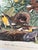 American 1964 Audubon Folio Lithograph Great Bird Paintings - "Meadow Lark" 17x14 For Sale - Image 3 of 8