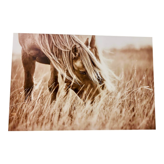 Wild Horse the Outer Banks, North Carolina Limit Edition of 5 Photographs Adhered to Plexiglass “Evening Grazer” by Award Winning Artist Lisa Cueman For Sale