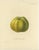 Set of 2 antique prints of apples. It shows the gravenstein apple and alexander apple. These prints originate from...