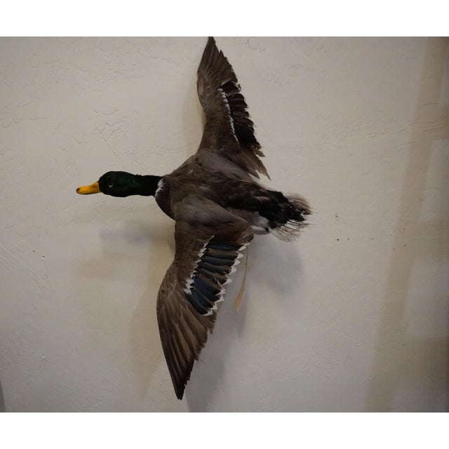 Taxidermy Mallard duck male / drake bird flying. Metal wire allows the duck to be hung on a wall. This duck would look...