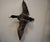 Taxidermy Mallard duck male / drake bird flying. Metal wire allows the duck to be hung on a wall. This duck would look...