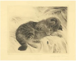After Kurt Meyer-Eberhardt, Kitten, 1977, Etching