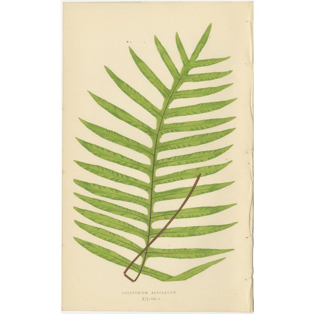 Green E.J. Lowe, Exotic Fern, 1856, Lithograph, Set of 6 For Sale - Image 8 of 10