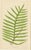 Green E.J. Lowe, Exotic Fern, 1856, Lithograph, Set of 6 For Sale - Image 8 of 10