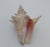 This charming vintage shell, collected mid-century, features natural, wave-worn ridges and a graceful pink-to-ivory...