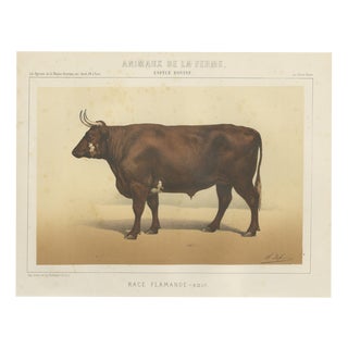Borie, Flemish Ox, French Cattle Breed, 1863, Chromolithograph For Sale
