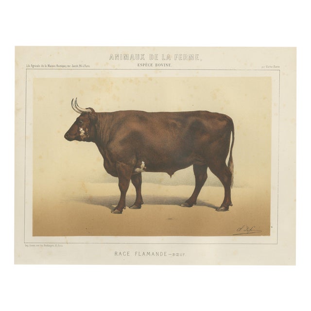 Borie, Flemish Ox, French Cattle Breed, 1863, Chromolithograph For Sale