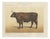 Borie, Flemish Ox, French Cattle Breed, 1863, Chromolithograph For Sale