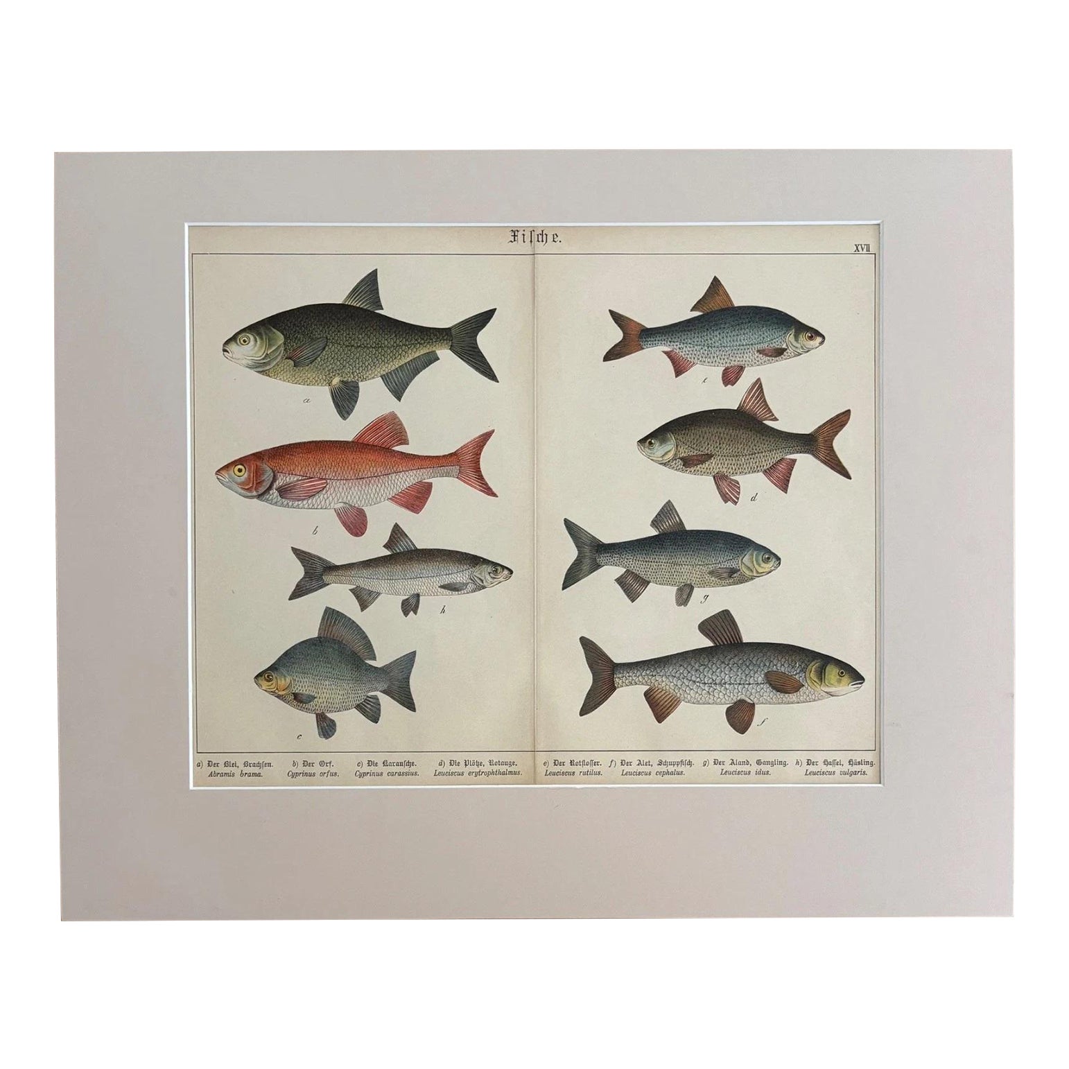 Antique German Fish Print from 