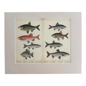 Antique German Fish Print from "Natural History of Mammals" ca. 1878 Matted