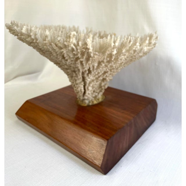 Vintage White Table Coral Specimen For Sale - Image 9 of 12