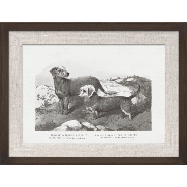 Contemporary Cassell Dogs; Terriers, Framed Artwork For Sale - Image 3 of 3