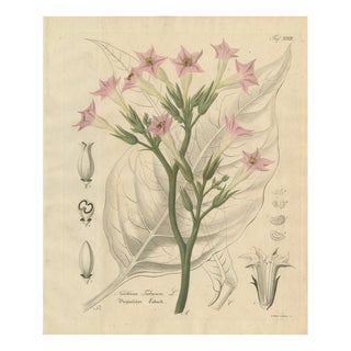 Antique Tobacco Nicotiana Tabacum Botanical Print, 1831 For Sale