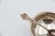 Silver Salt Shaker with Three Supporting Feet and Spoon, in Good conditions. Designed 1890 to 1919