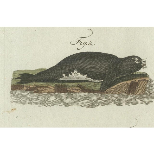 Paper Bertuch, Seals, Sea Lion and Manatee, 1790, Engraving For Sale - Image 7 of 9