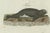 Paper Bertuch, Seals, Sea Lion and Manatee, 1790, Engraving For Sale - Image 7 of 9