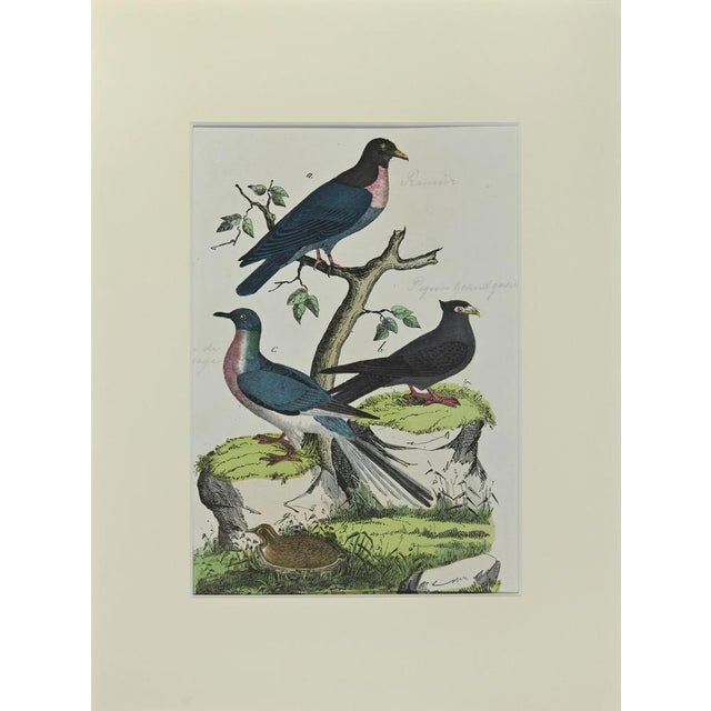 Johann Friedrich Naumann, Wood Pigeon, Etching, 1840 For Sale - Image 3 of 3