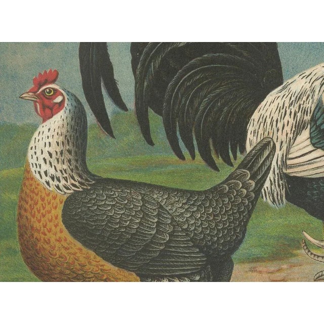 Christian Förster, The Noble Dorking Chicken, 1888, Lithograph, Print For Sale - Image 4 of 10