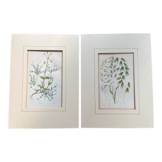 Two Victorian Lithographic Prints From “The Flowering Plants, Grasses, Sedges, and Ferns of Great Britain” For Sale