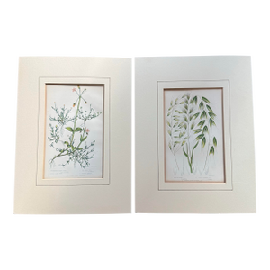 Two Victorian Lithographic Prints From “The Flowering Plants, Grasses, Sedges, and Ferns of Great Britain”