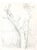 Arbre à Saint Moreil is a original pencil drawing on paper, realized around 1960s by the French artist André Roland...