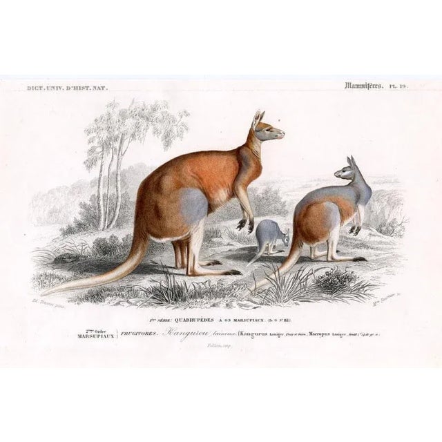 1849, Kangaroo Print, Antique French Hand-Colored Lithograph For Sale