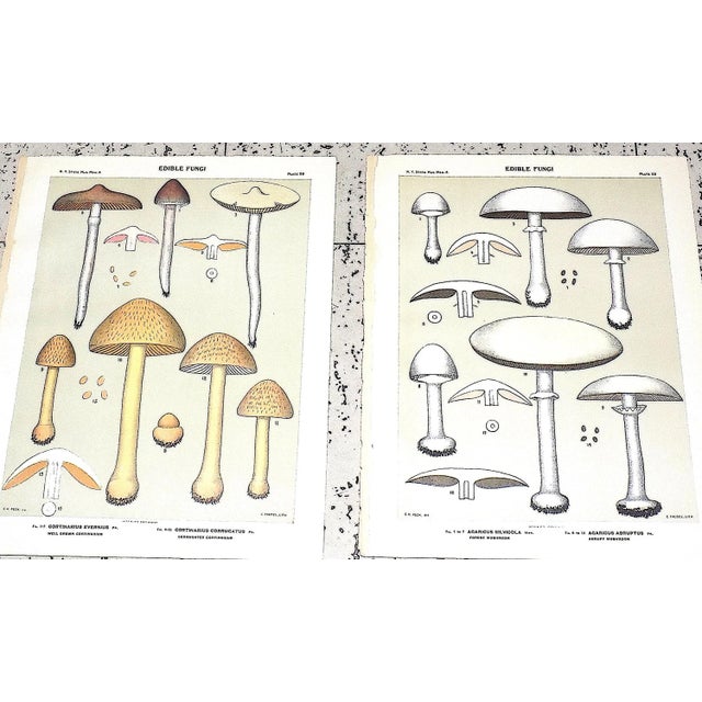 Authentic Antique American Mushroom Color Lithographs - Set of 12 For Sale - Image 4 of 10