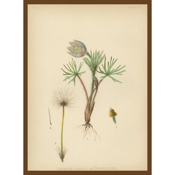 Meehan, Native US Flora, Chromolithographs, 1879, Set of 3 For Sale - Image 9 of 10