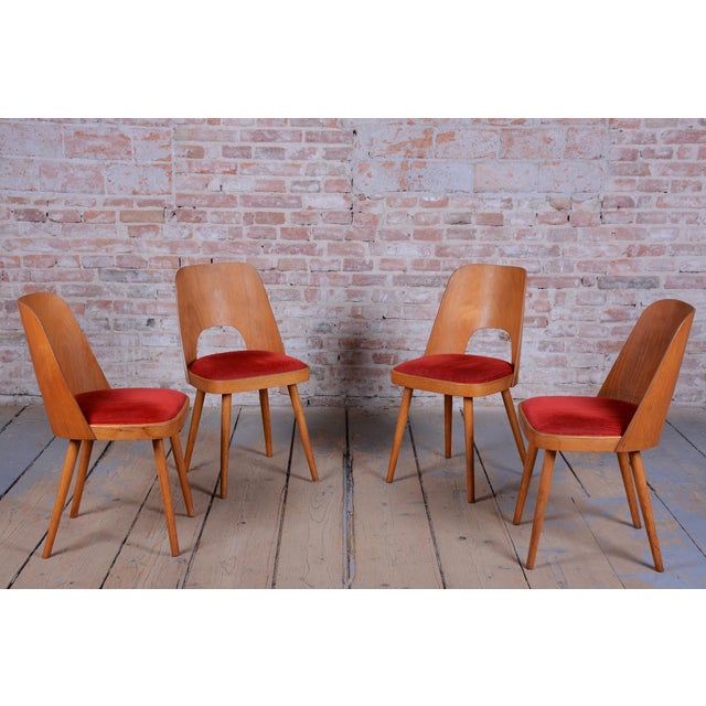 Mid-Century Beech Chairs by O. Haerdtl, Czech, 1950s, Set of 4 For Sale - Image 9 of 18