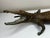 French French Early 20th Century Bronze Crocodile Fountain Head Garden Outdoor Sculpture After Antoine-Louis Barye For Sale - Image 3 of 18