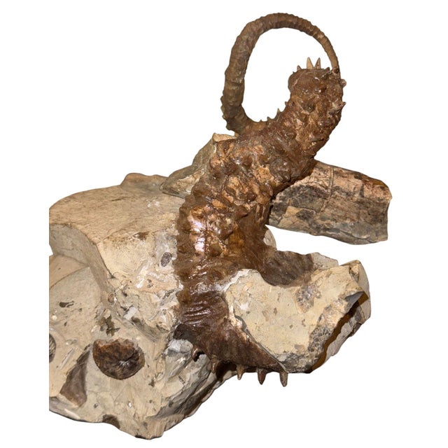 Didymoceras Stevensoni Heteromorph Ammonite Fossil on Matrix, South Dakota. For Sale In Los Angeles - Image 6 of 12