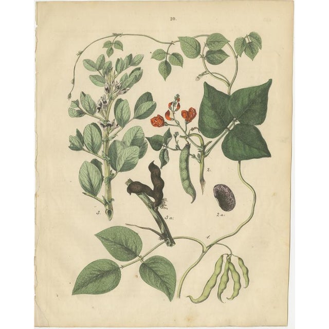 Mid 19th Century Calwer, Meadow and Fodder Plant Botanical Studies, 1852, Prints, Set of 4 For Sale - Image 5 of 10