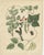 Mid 19th Century Calwer, Meadow and Fodder Plant Botanical Studies, 1852, Prints, Set of 4 For Sale - Image 5 of 10