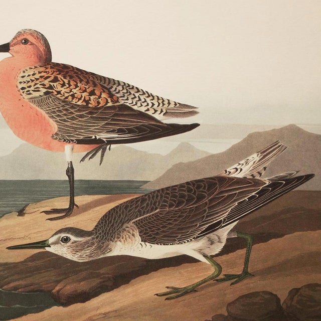 John James Audubon 1990s Red-Breasted Sandpiper After Audubon, Large Cottage Style Print For Sale - Image 4 of 10