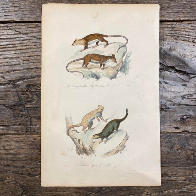 Super high quality in this lovely historical French 18th Century le cayopollin animal engraving! Signed V. Adam del and...