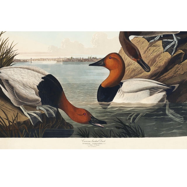 Not Yet Made - Made To Order Canvas Backed Duck, Vintage Art Print Reproduction From Birds of America by John James Audubon, 48″ × 32″ For Sale - Image 5 of 11