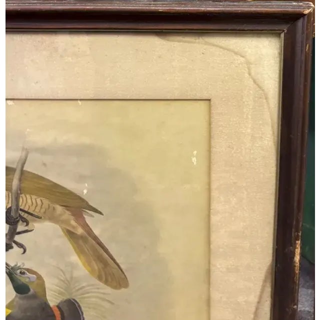 Antique Original 19th Century Dutch Print of Birds by Artist Josef Smit For Sale In New York - Image 6 of 7