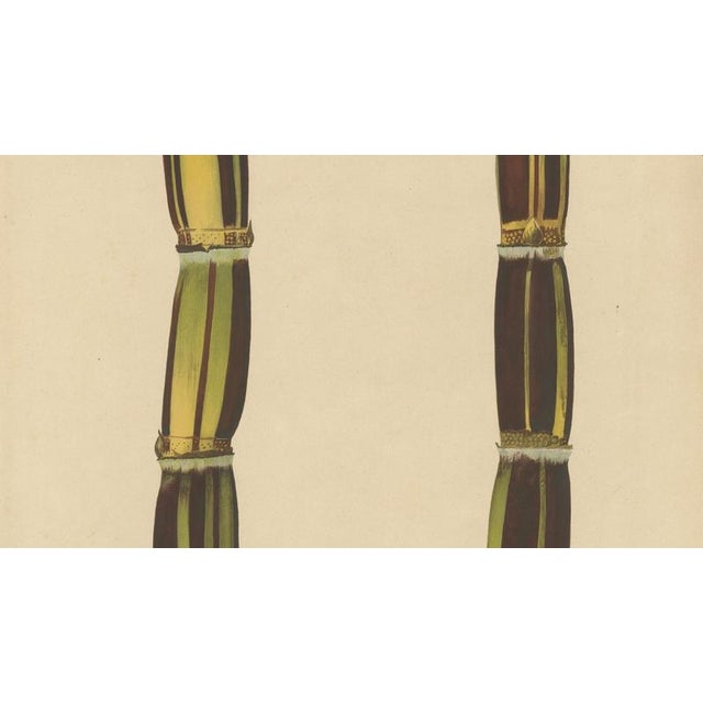 Sugarcane, 1892, Paper For Sale - Image 3 of 10