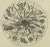 Microscopic Views of Metallic Crystal Trees: Copper, Lead, Pewter and Zinc, 1805, Paper For Sale - Image 4 of 10