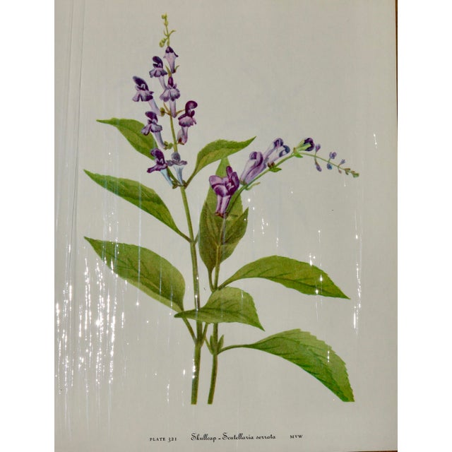 Paper Set of 12 Vintage Botanical Prints Unframed For Sale - Image 7 of 14