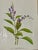 Paper Set of 12 Vintage Botanical Prints Unframed For Sale - Image 7 of 14