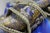 Venice Carnival Mask, 2000s For Sale - Image 15 of 18