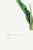 Not Yet Made - Made To Order Tulip by Pierre-Joseph Redouté, Vintage Botanical Art Print, 20" X 30" For Sale - Image 5 of 10
